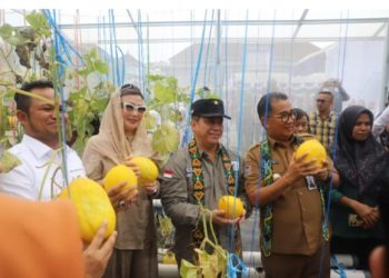 Akmal Malik Panen Melon di SMAN 3 Tenggarong