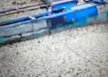 Kematian Ikan di Danau Maninjau Bertambah 50 ton