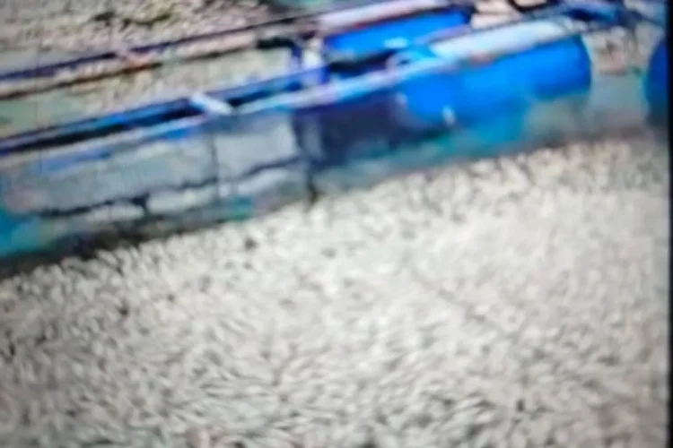 Kematian Ikan di Danau Maninjau Bertambah 50 ton