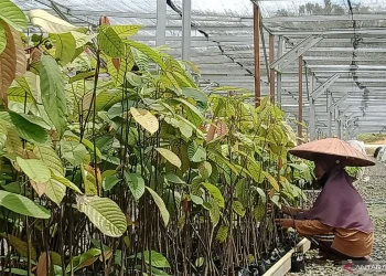 Persemaian Mentawir Penajam Penuhi Kebutuhan Penghutanan Kembali IKN