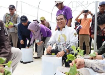 Tanam Stroberi di Lahan eks Tambang