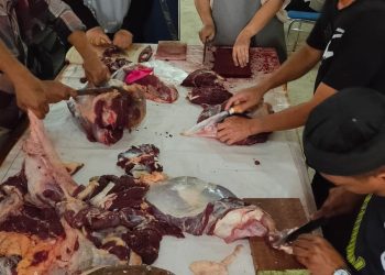 Dinkes Kaltim Sembelih 7 Hewan Kurban, Daging Disalurkan hingga Panti Asuhan